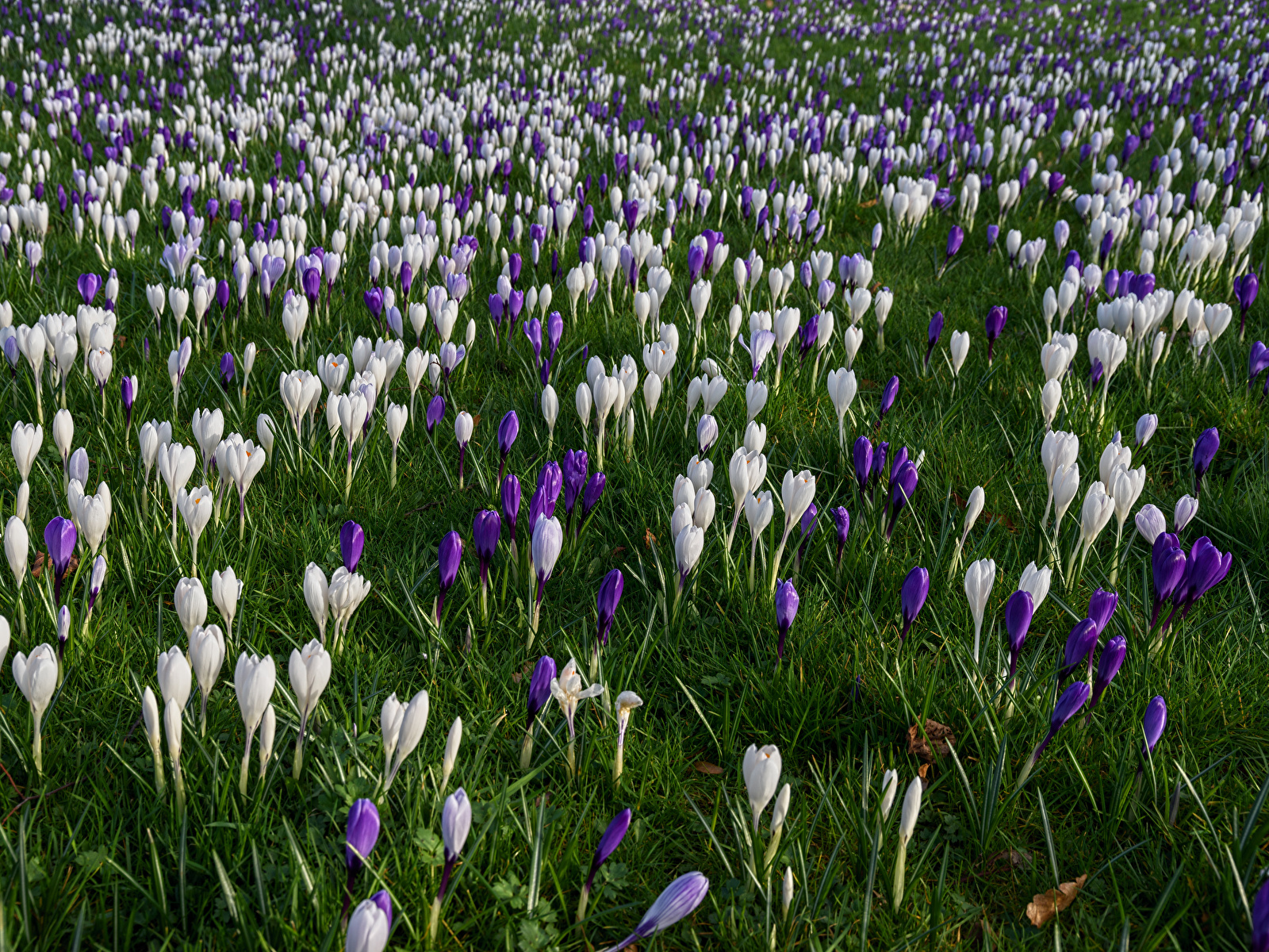 Фотография Весна Цветы Крокусы Много 1600x1200 весенние Шафран цветок