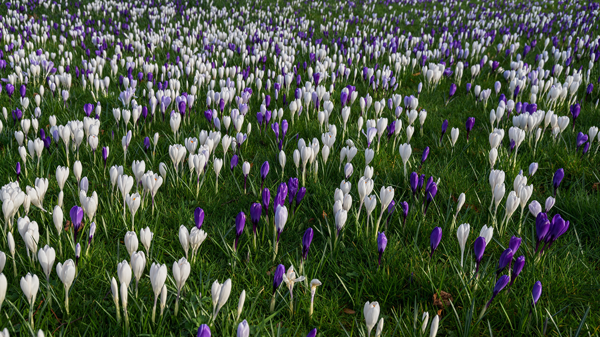 Фотография Весна Цветы Крокусы Много 1920x1080 весенние Шафран цветок