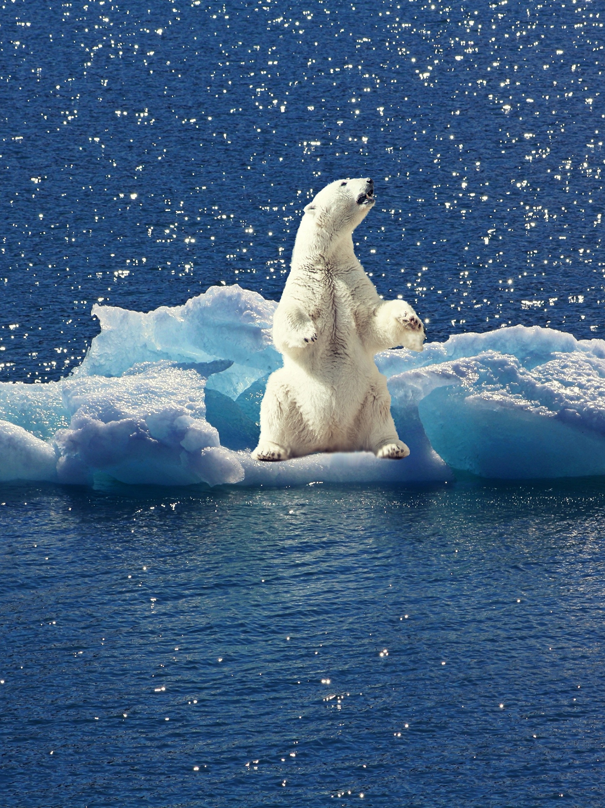 медведь на льдине фото