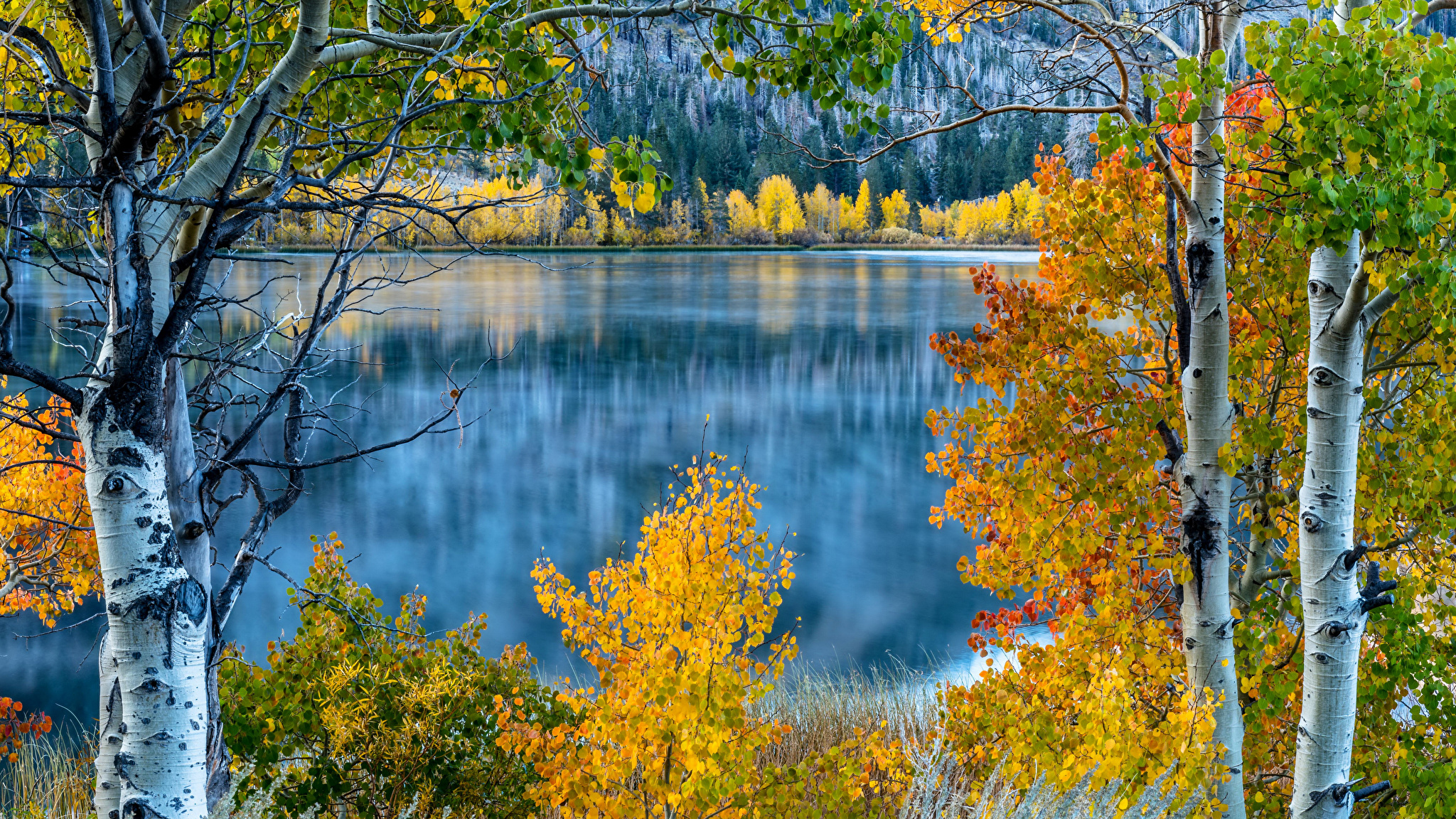 осень лес озеро фото