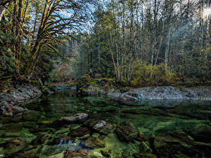 Фото Канада Леса Река Камень Мох Лучи света Little Nitinat River Природа