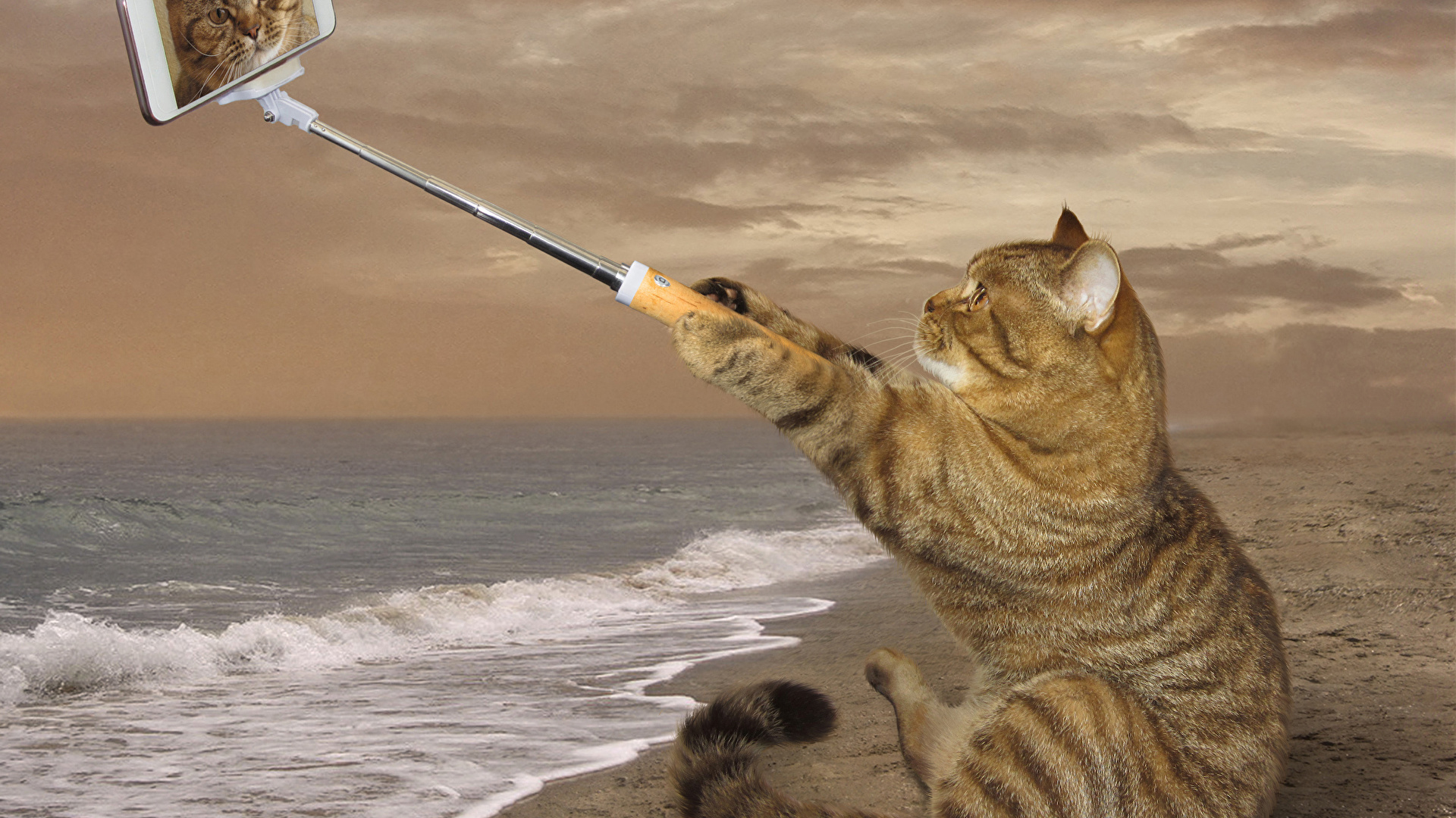 夏の海と猫 写真素材 [ 3270450 ] - フォトライブラリー photolibrary