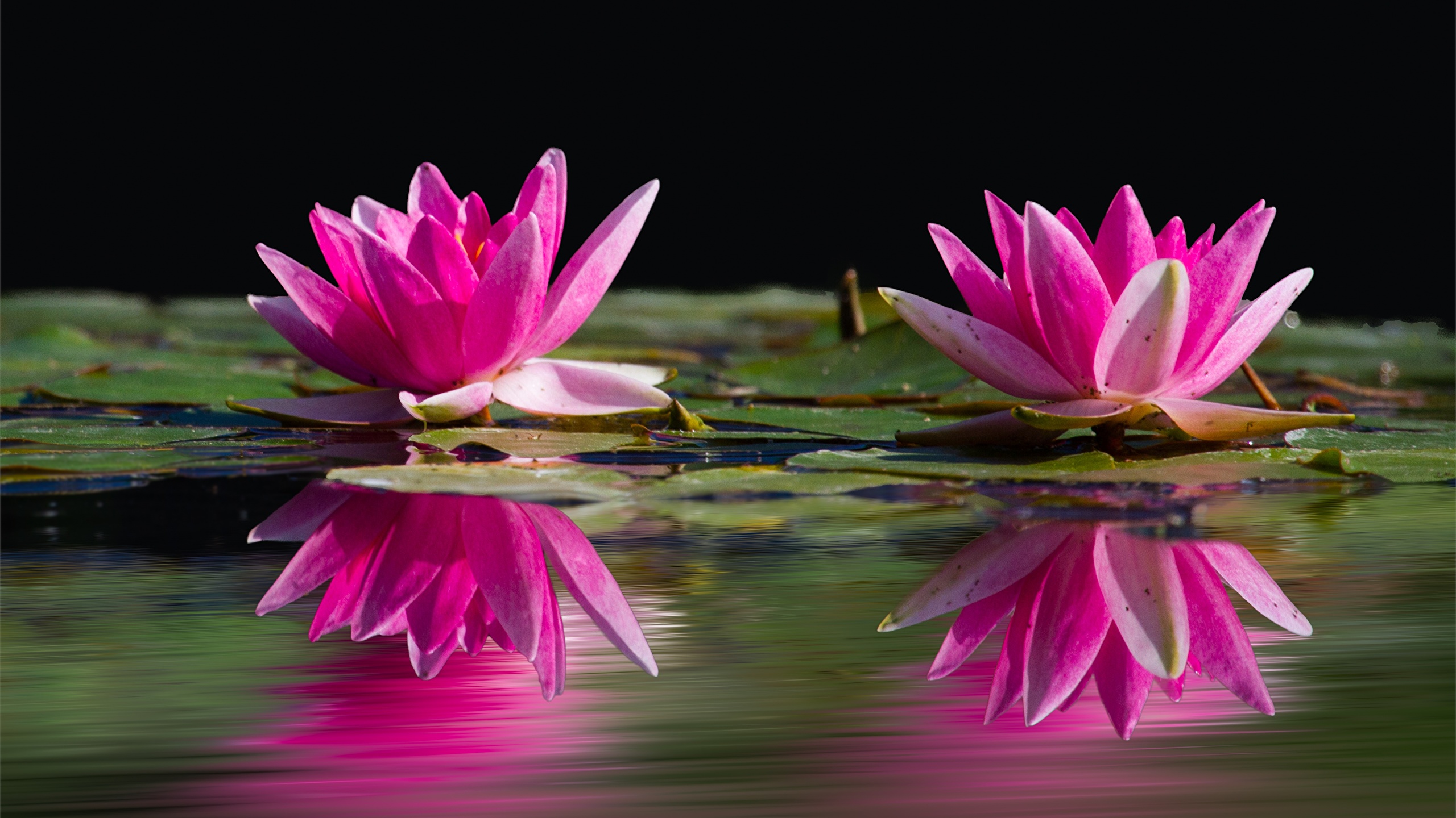 Водяные лилии 2. Нимфея Гарден. Нимфея розовая. Лотос на воде. Розовые кувшинки на воде.