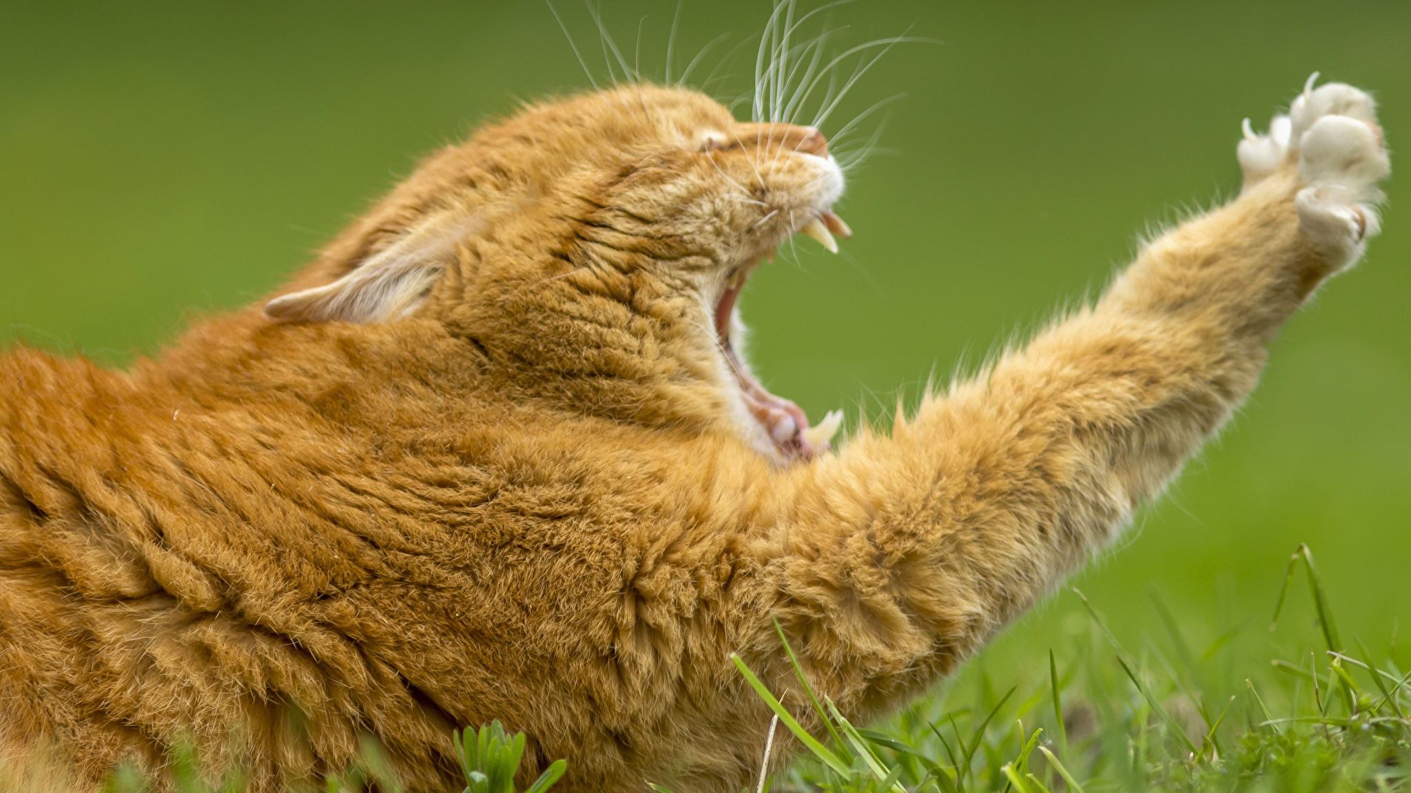 кот зевает cat yawns без смс