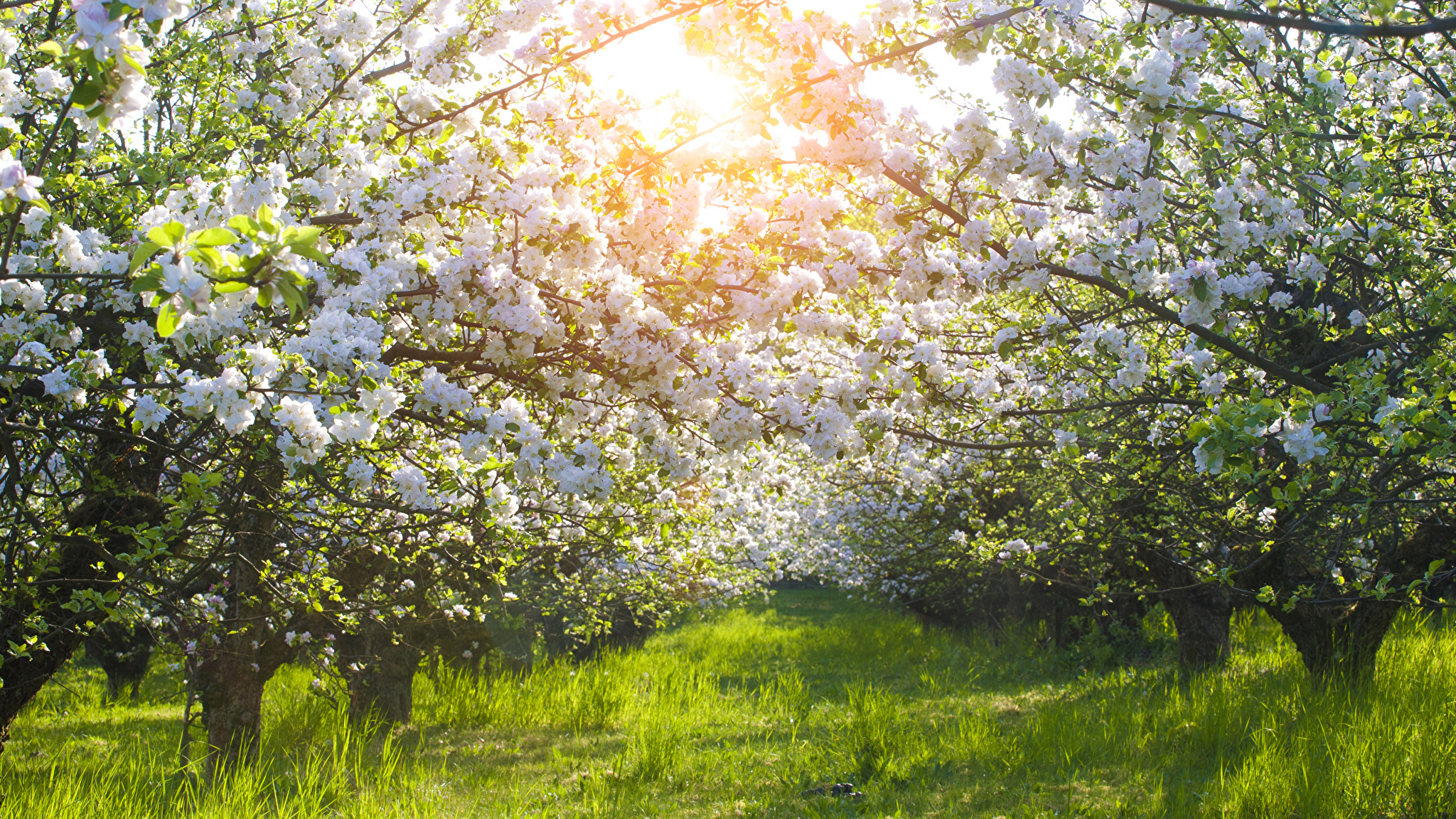 яблоневый сад в цвету фото