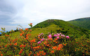 Фотография Штаты Парк Рододендрон Холмы Кусты Carolina Roan Mountain Rhododendrons Природа