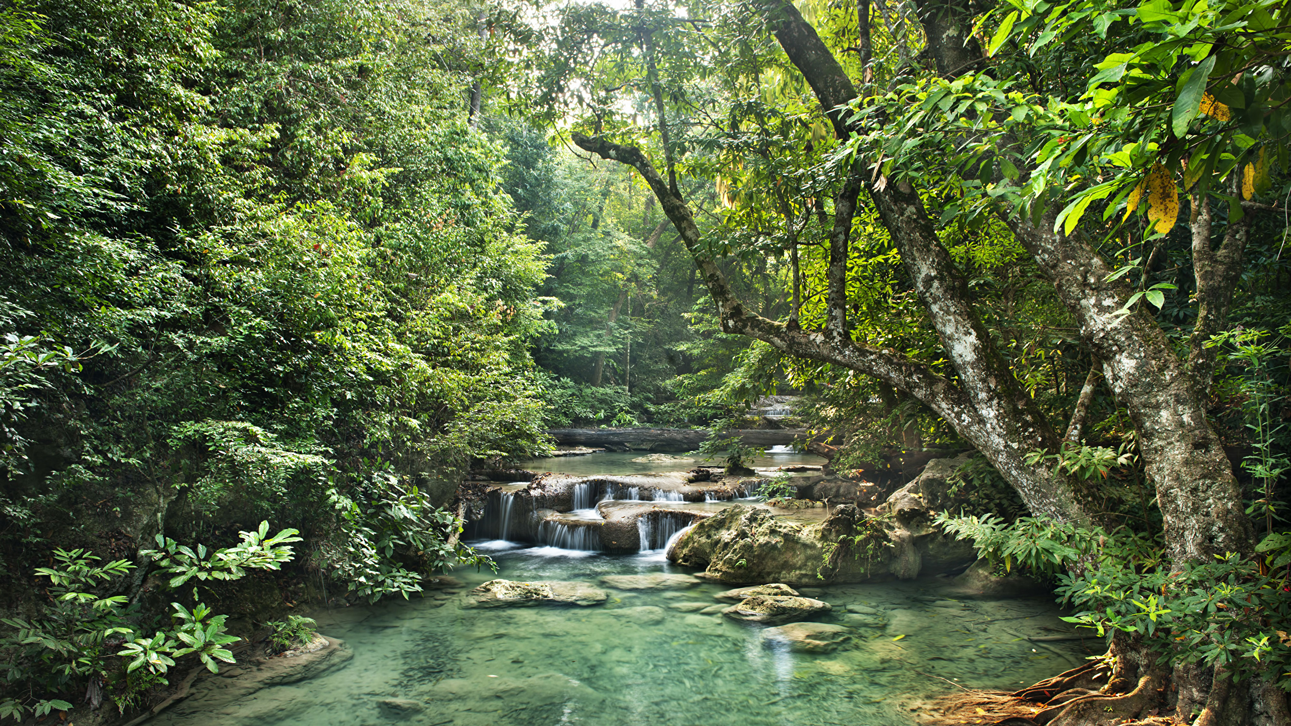 Леса Реки Водопады Тропики Jungle Природа фото 2560x1440 лес, речка, река, тропический...
