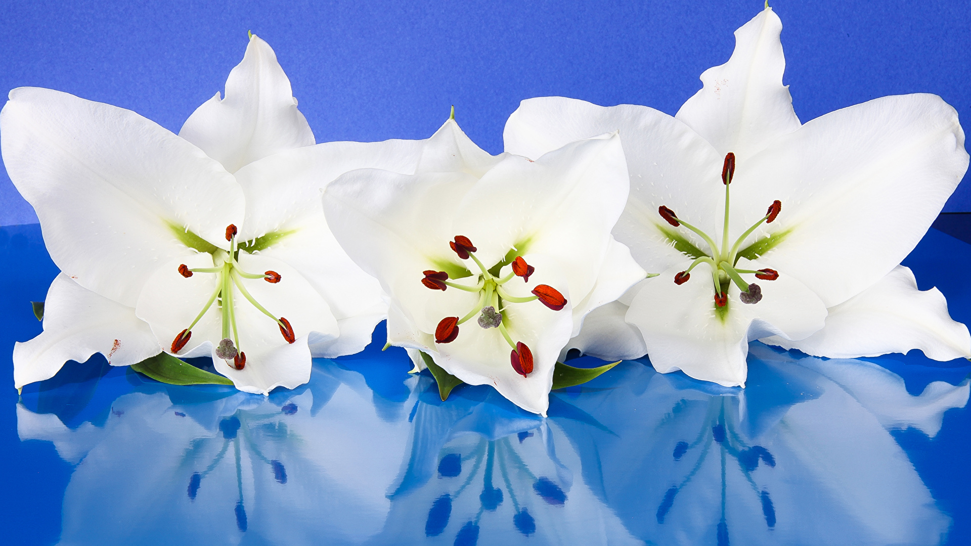Фотографии лилия белые цветок отражается втроем Крупным планом Цветной фон 1920x1080 Лилии белая Белый белых Цветы отражении Отражение три Трое 3 вблизи