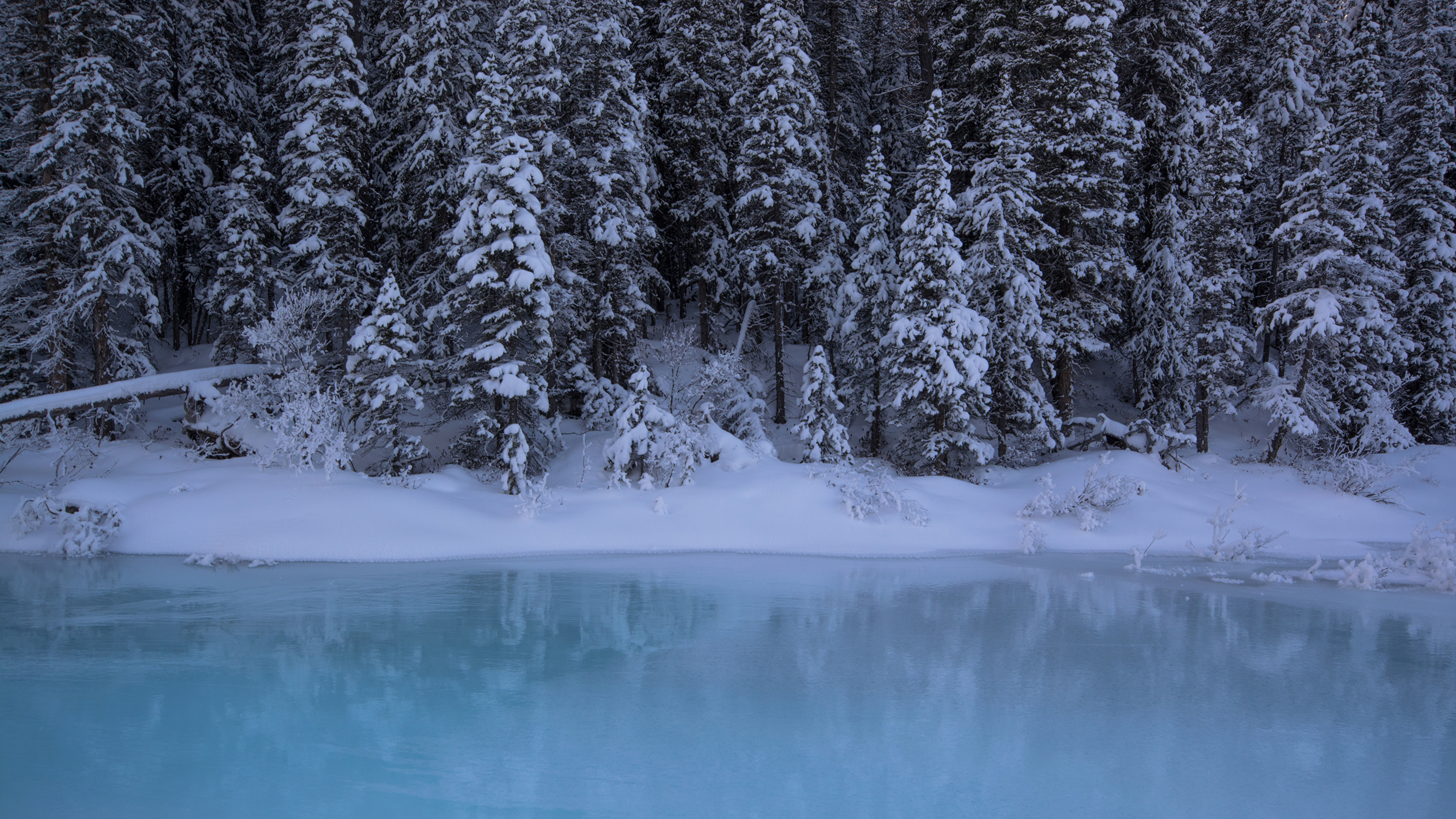 Фотография Банф Канада Ель зимние Природа Снег Леса Парки Побережье 3840x2160 ели Зима лес парк снега снегу снеге берег