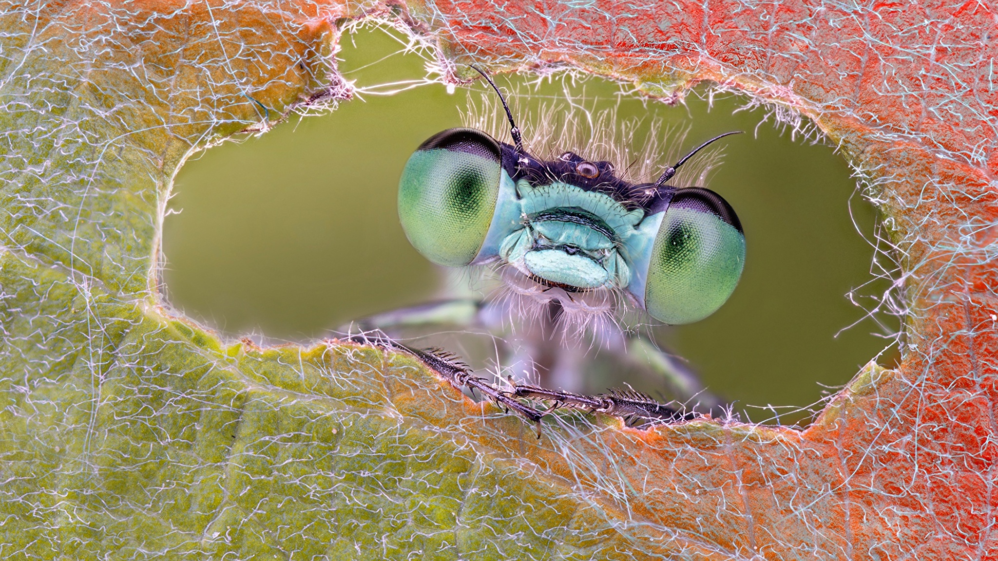 природа насекомое макро глаза стрекоза загрузить