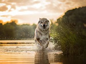 Фото Собака Вода Бежит Брызги животное