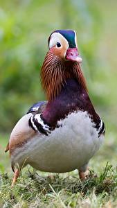 Картинка Птица Утка Боке Mandarin Duck животное