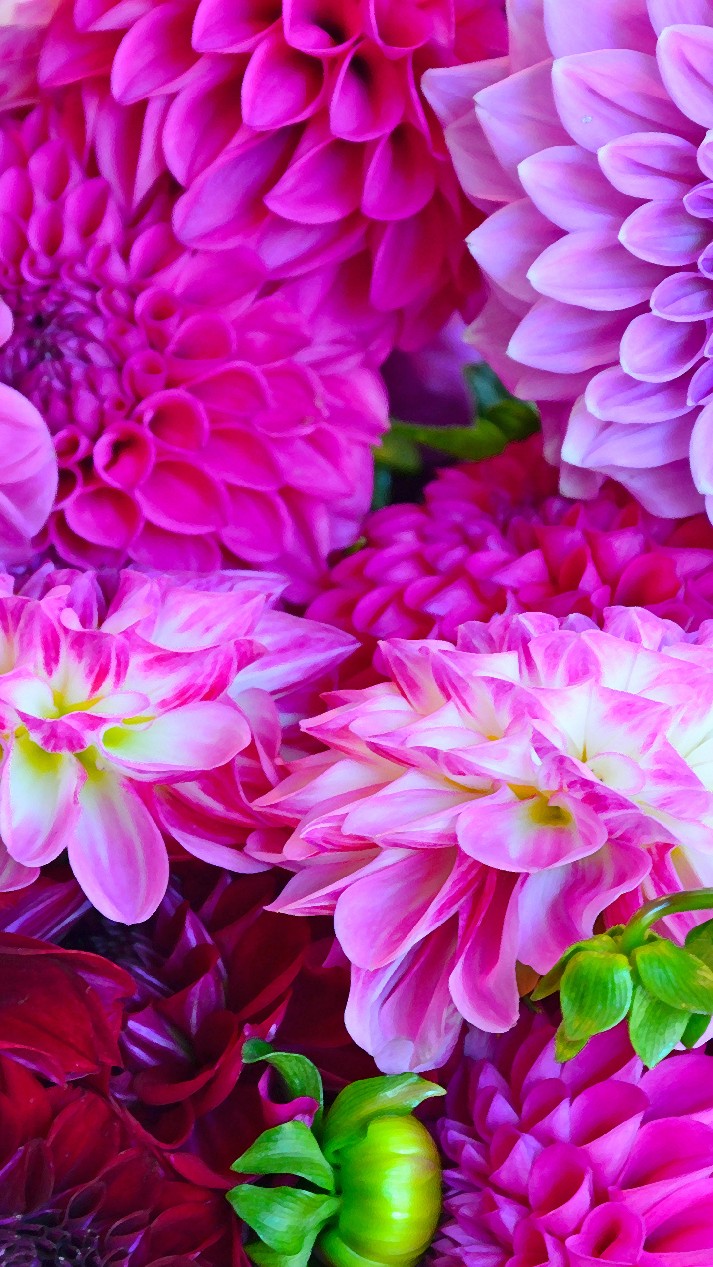 Красивые картинки с цветами для телефона. Георгины и пионы. Георгин Ванкувер. Фиолетовые цветы. Крупные цветы.