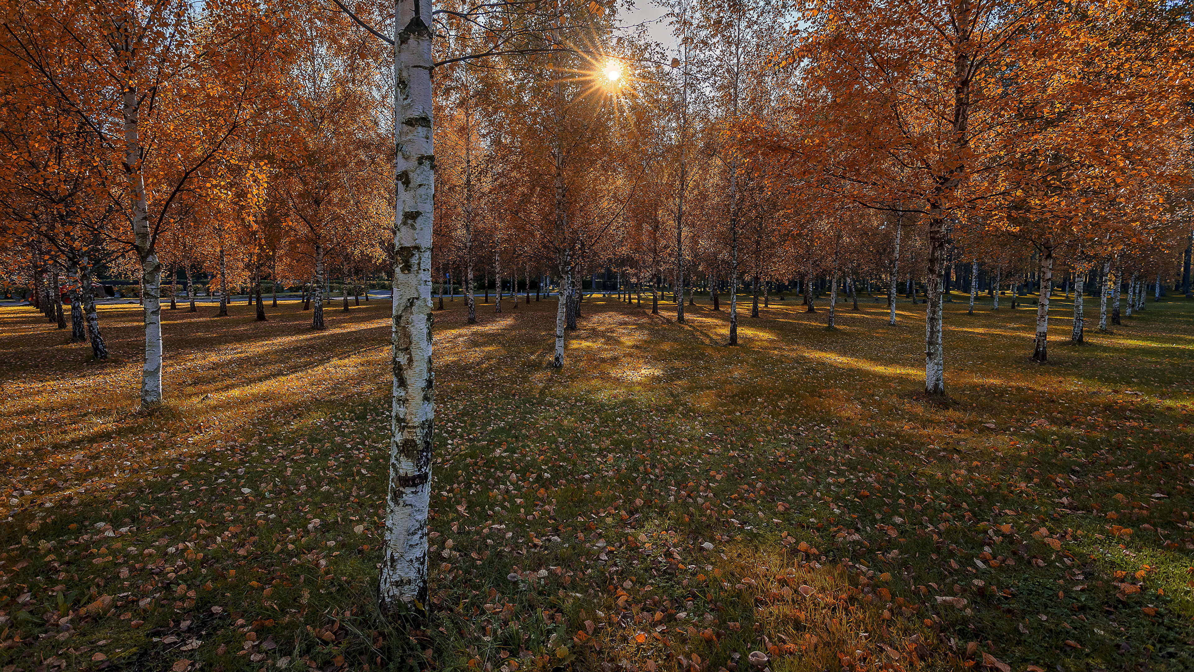 осень деревья солнце парк бесплатно