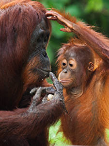 Картинки Обезьяна Детеныши 2 Orangutan