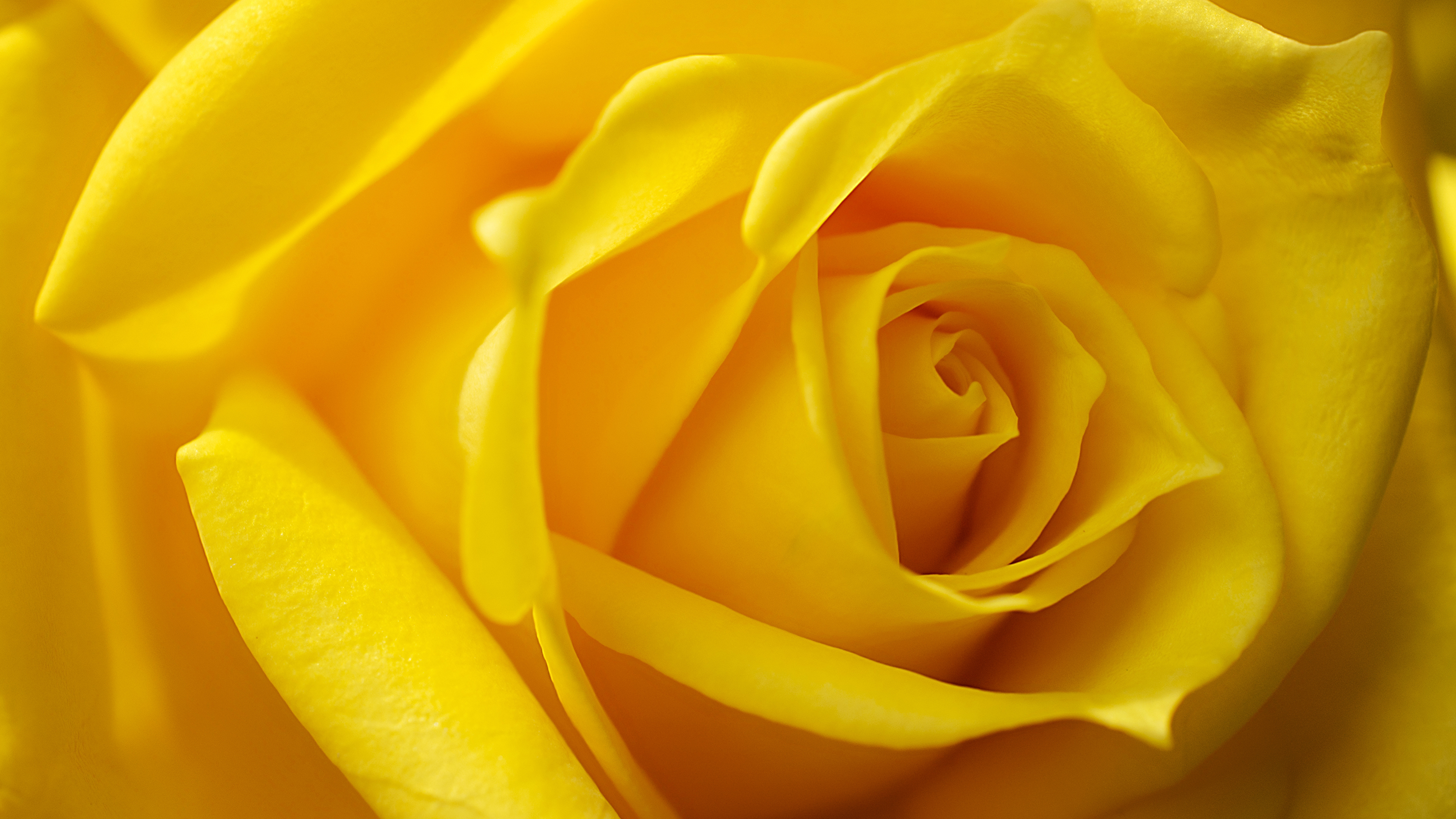 природа цветы крупный план роза желтая бесплатно