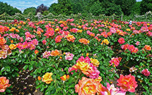 Фотографии Англия Парки Роза Много Лондон Кустов Regents Park Queens Garden цветок