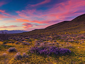 Картинка США Рассветы и закаты Лаванда Лютик Калифорнии Холмы Mojave Desert