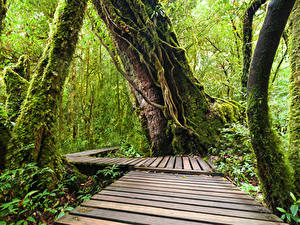 Обои Таиланд Тропики Парк Леса Мох Ствол дерева Doi Inthanon National Park