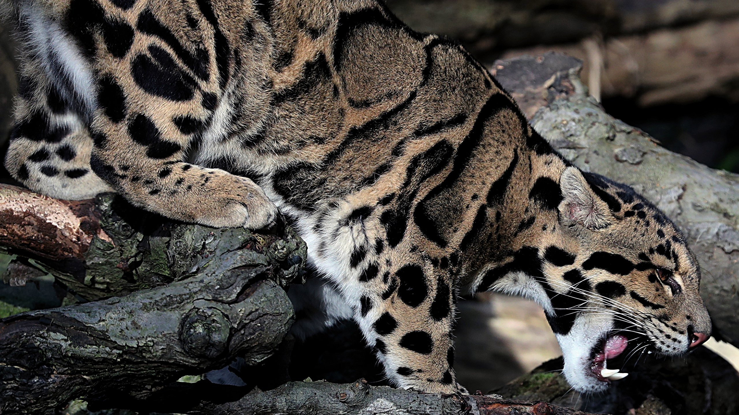 Кошка - дымчатый леопард