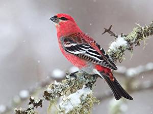 Картинки Птицы Вблизи Ветки Pine grosbeak