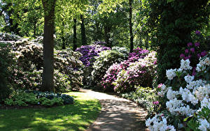 Фотография Германия Парки Рододендрон Кустов Rhododendronpark Bremen Природа