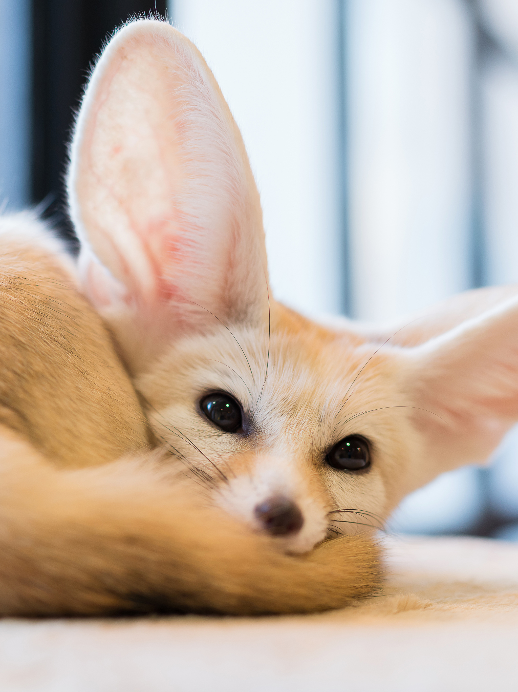 Собака лиса с большими ушами