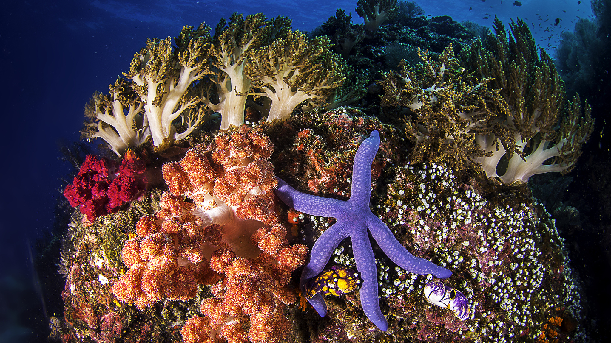 Кораллы бентос