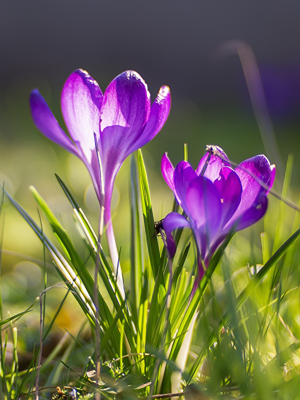 Фотографии Весна Цветы Шафран траве 600x800