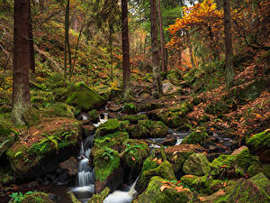 Фото Англия Лес Осень Камни Мох Ручеек Wyming Brook Sheffield Природа