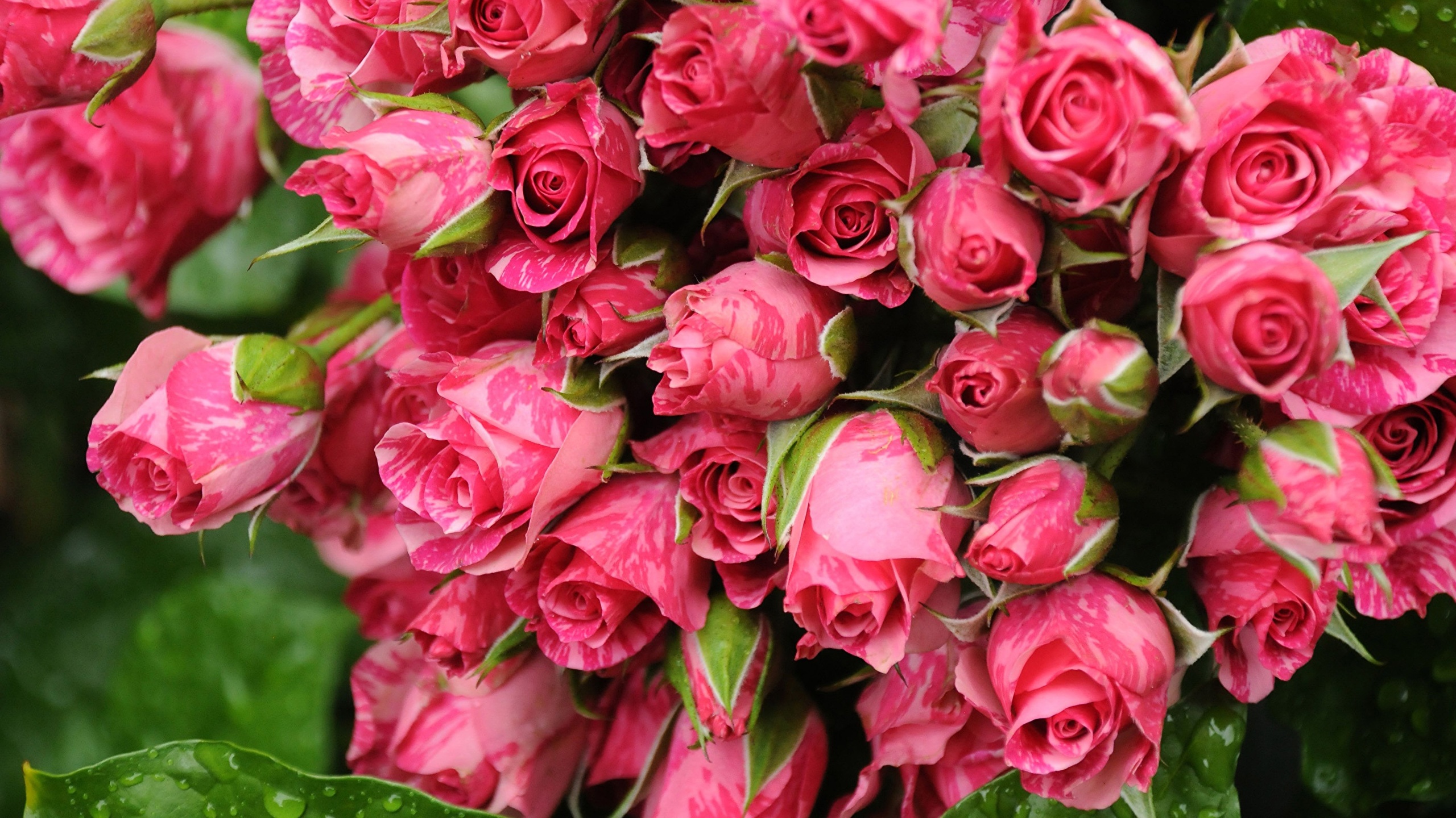 красивые цветы розы фотографии