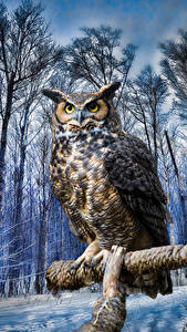 Картинки Птицы Сова Филин HDRI Деревьев Great horned tiger owl животное