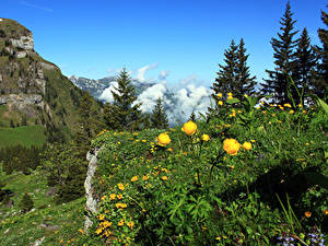 Картинка Швейцария Гора Лютик Альпы Ели Nidwalden