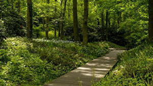 Фото Нидерланды Парки Дерева Трава Keukenhof Gardens