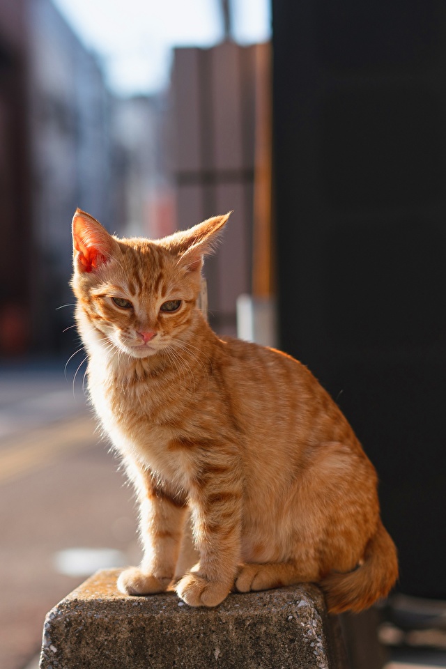 Картинка коты Размытый фон рыжая сидя животное 640x960 для мобильного телефона кот Кошки кошка боке Рыжий рыжие Сидит сидящие Животные