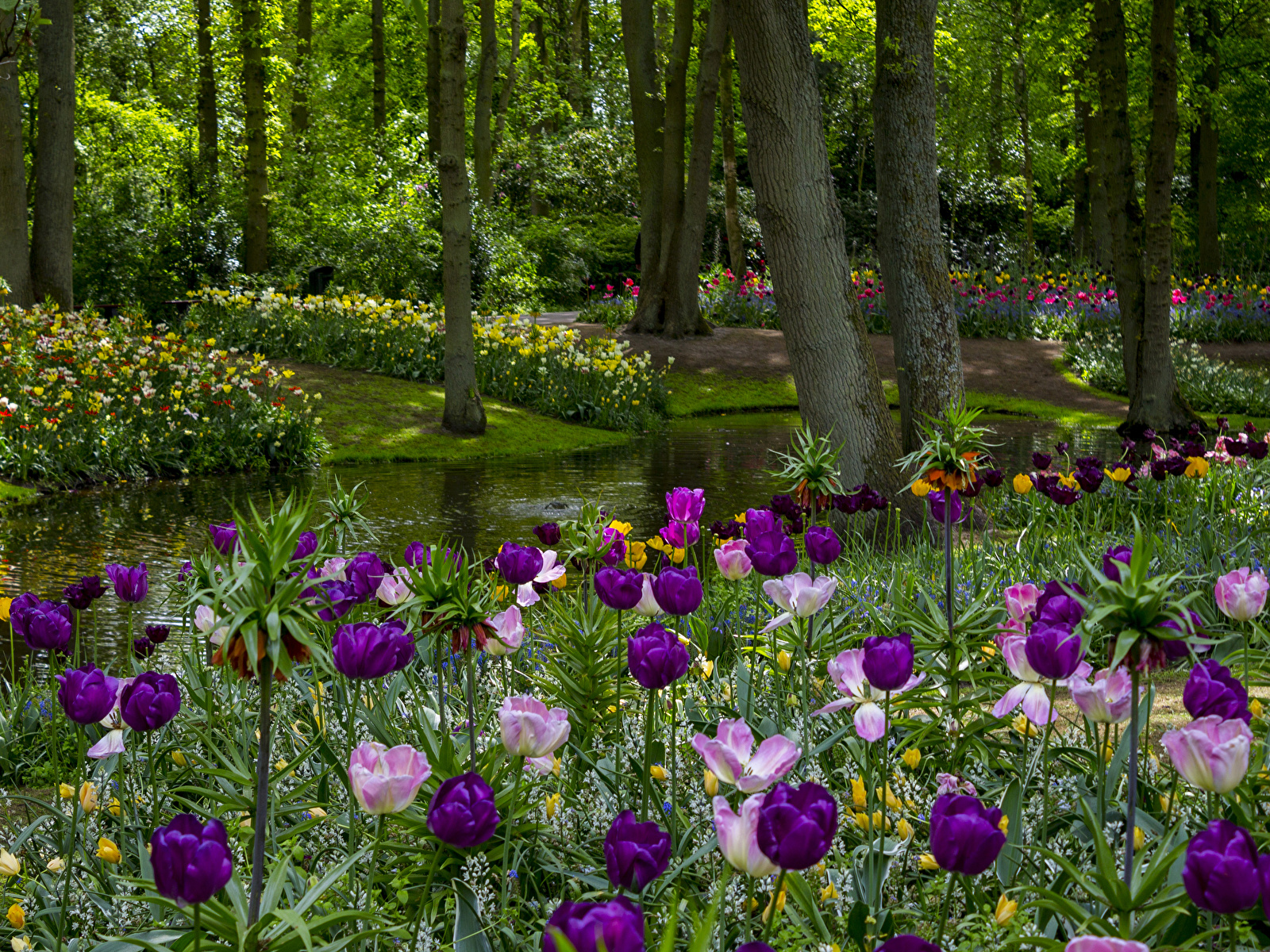 Нидерланды весенний парк Keukenhof