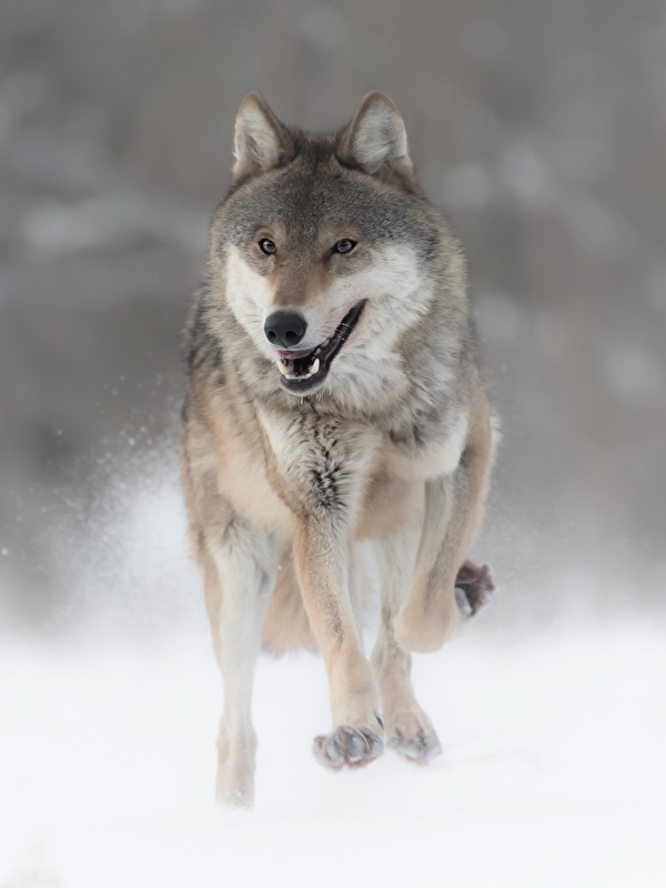 Обои для рабочего стола волк Бег Животные 600x800 для мобильного телефона Волки бежит бегущая бегущий животное