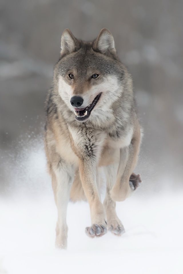 Обои для рабочего стола волк Бег Животные 640x960 для мобильного телефона Волки бежит бегущая бегущий животное