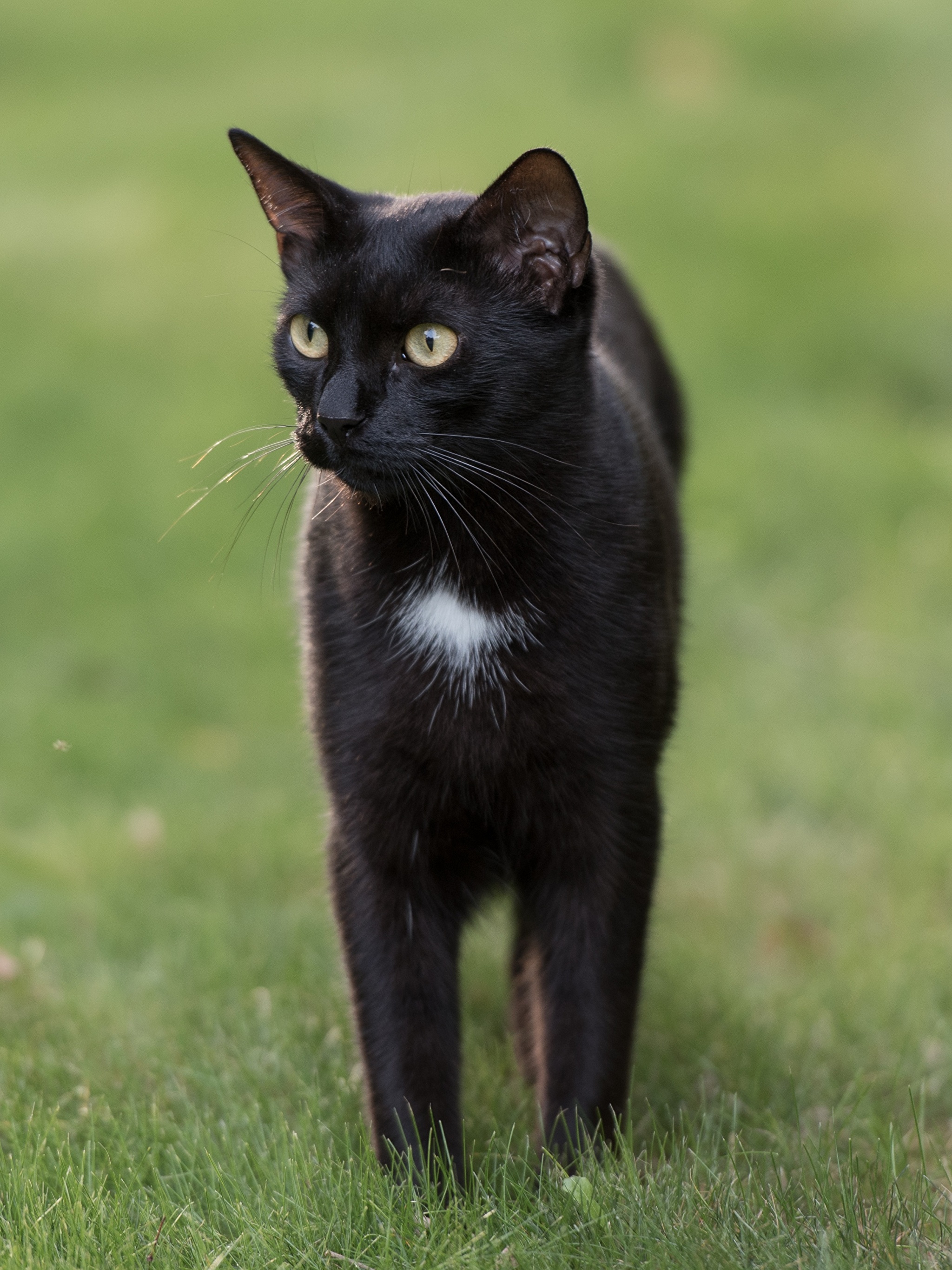 Unique black. Чёрный кот. Кличка для черного кота. Имя для черного кота. Необычное имя для черного кота.