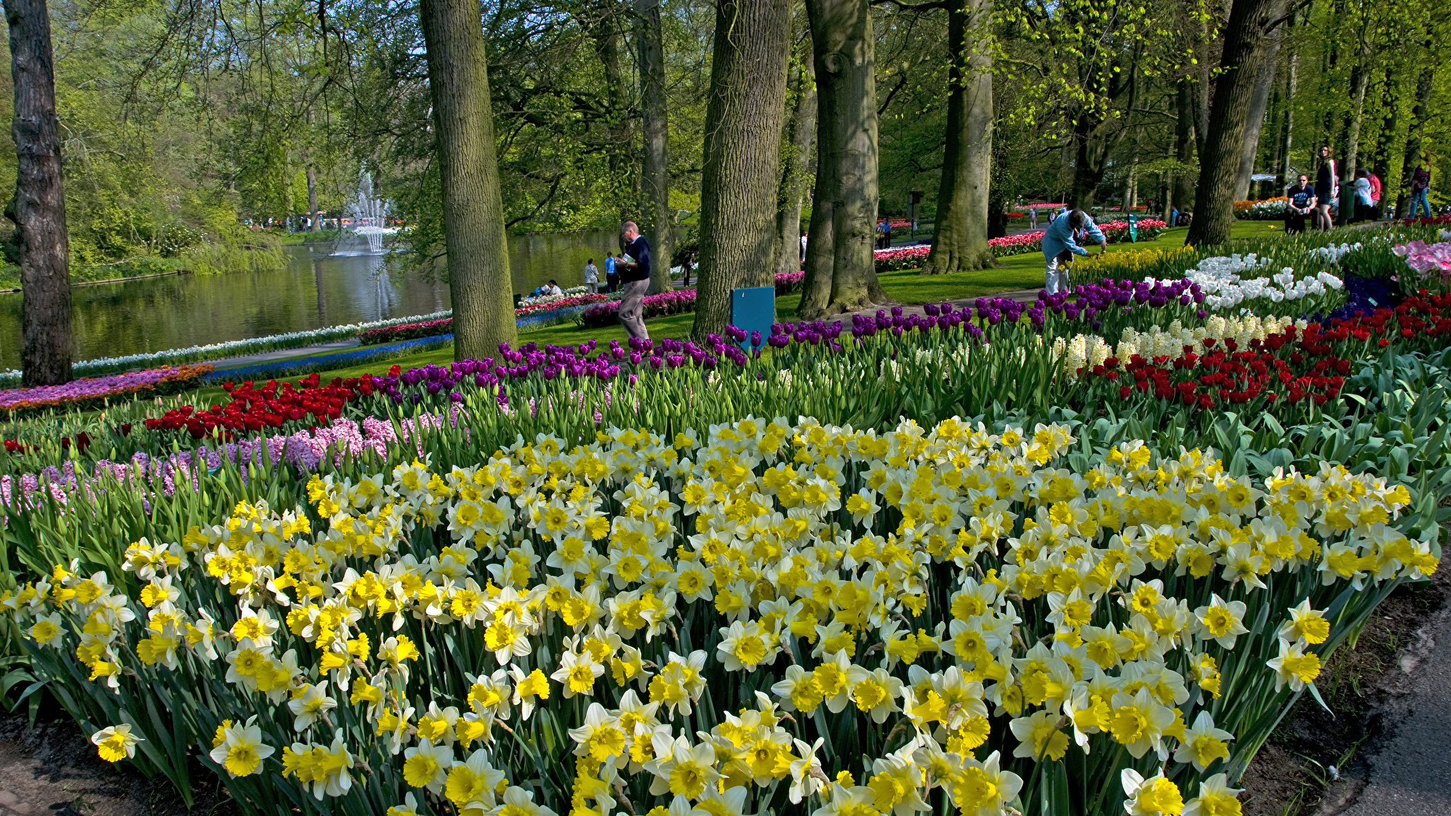 тюльпаны в парках