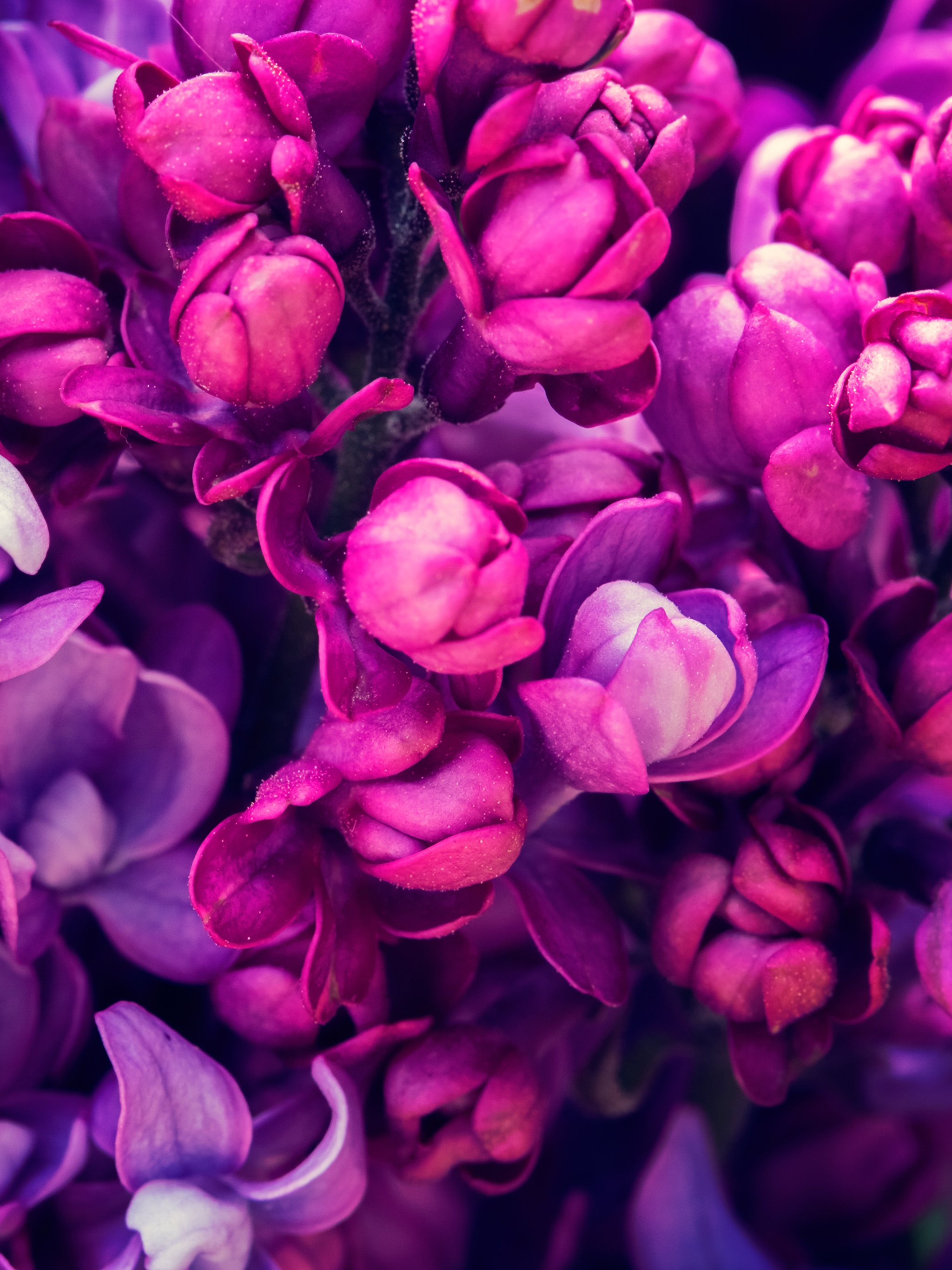 Красивый цветок на фон телефона. Сирень Кэнди Роуз. Сиреневые цветы. Фиолетовый цвет. Фиолетовые цветы.