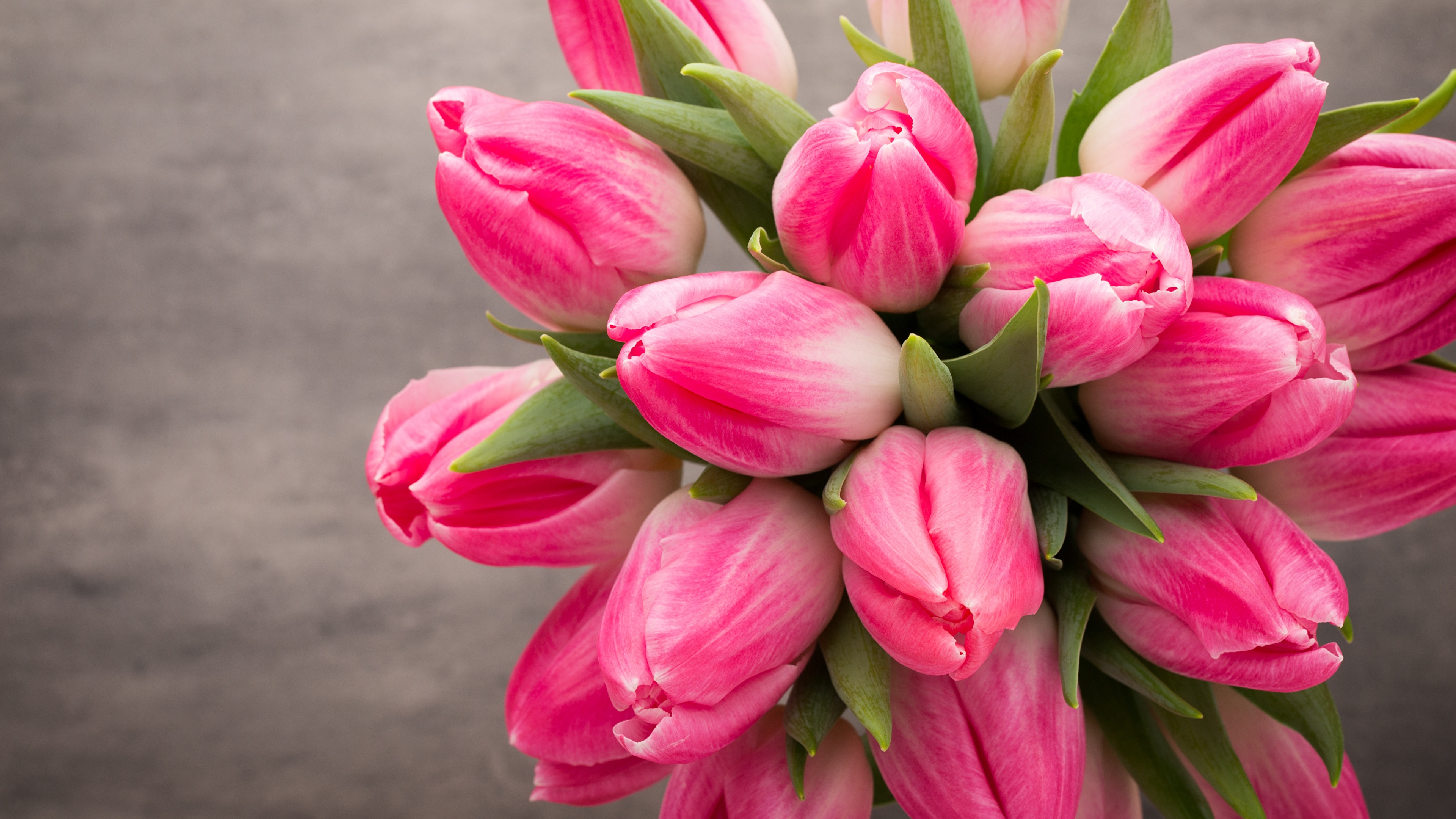 природа цветы тюльпаны букеты бесплатно