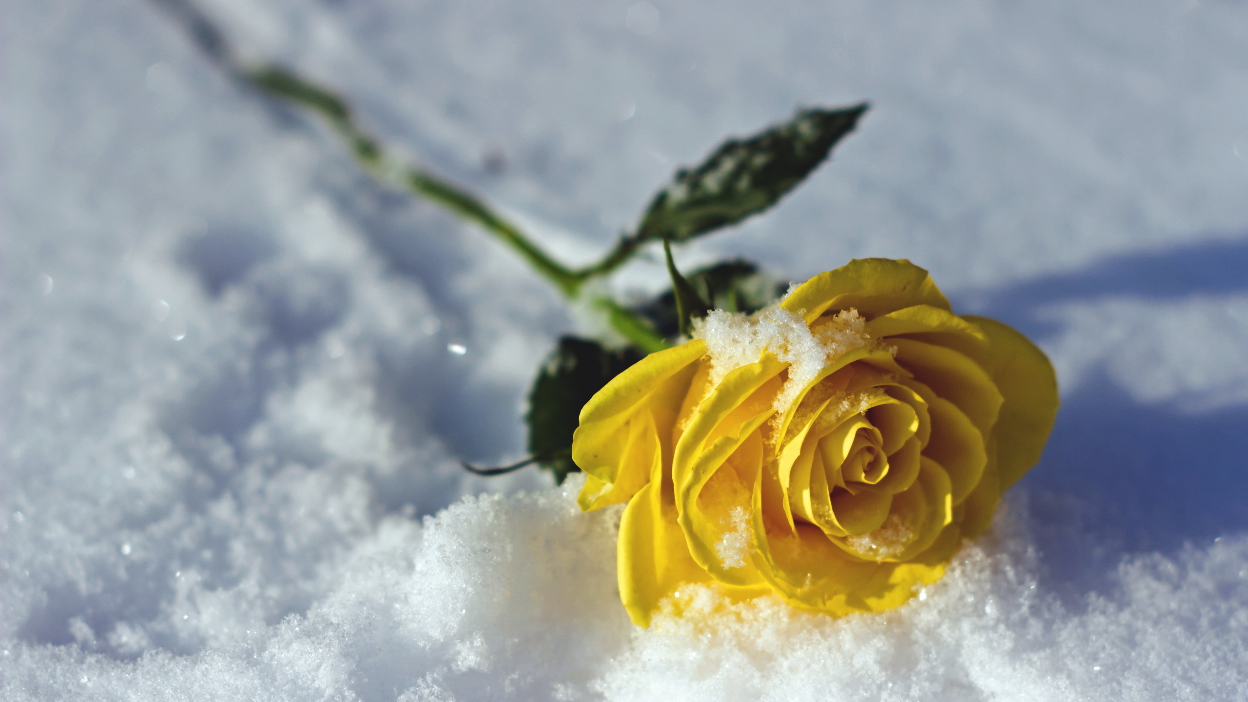 Роза на снегу загрузить