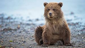 Фото Медведь Бурые Медведи Детеныши