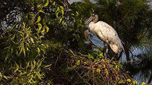 Фотографии Птица Аисты Ветки Wood Stork Животные