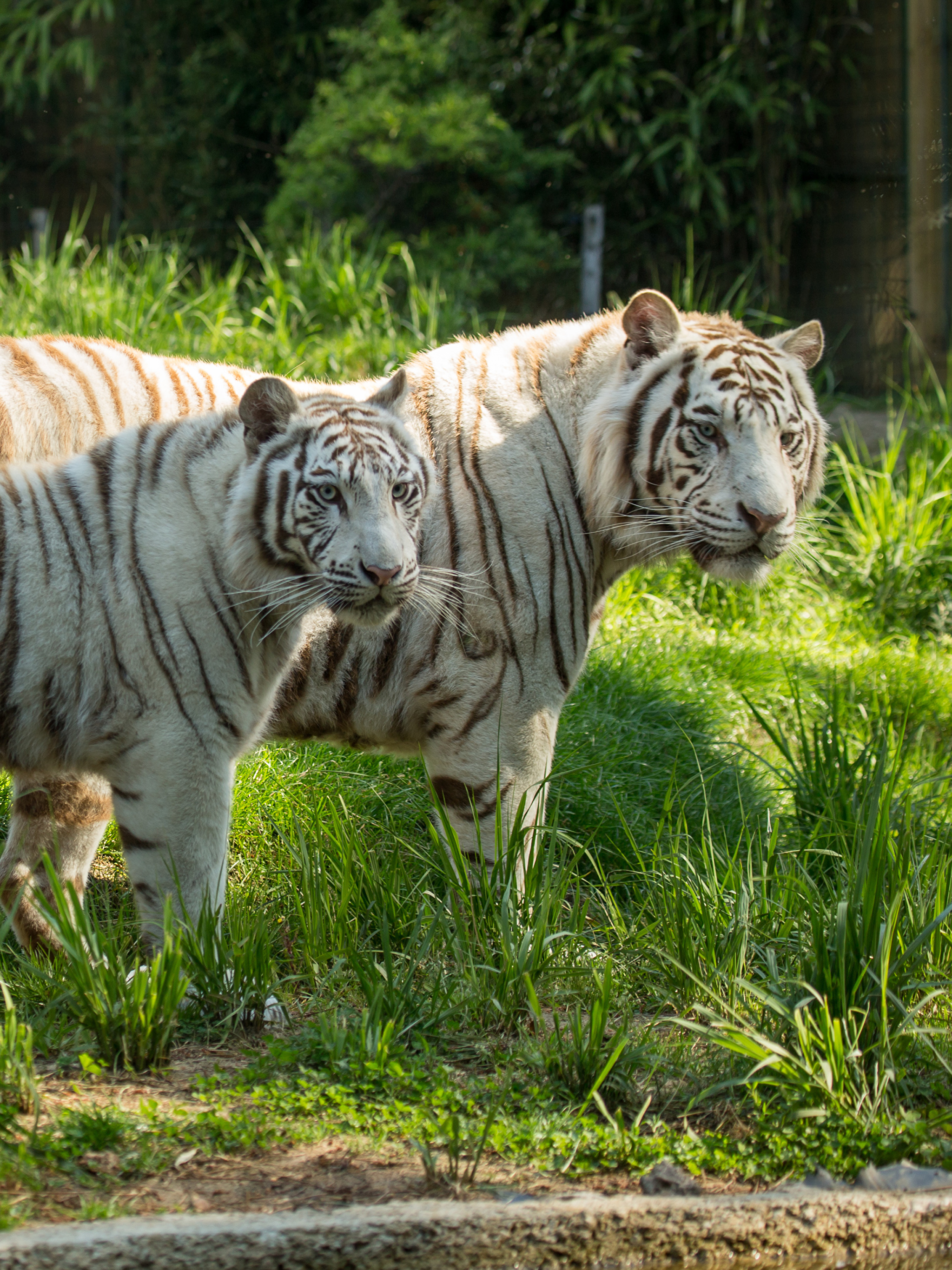 Названия видов тигров. Бельгийский тигр. Полосатый тигр. Tigr x белый тигр. Белый полосатый тигр.