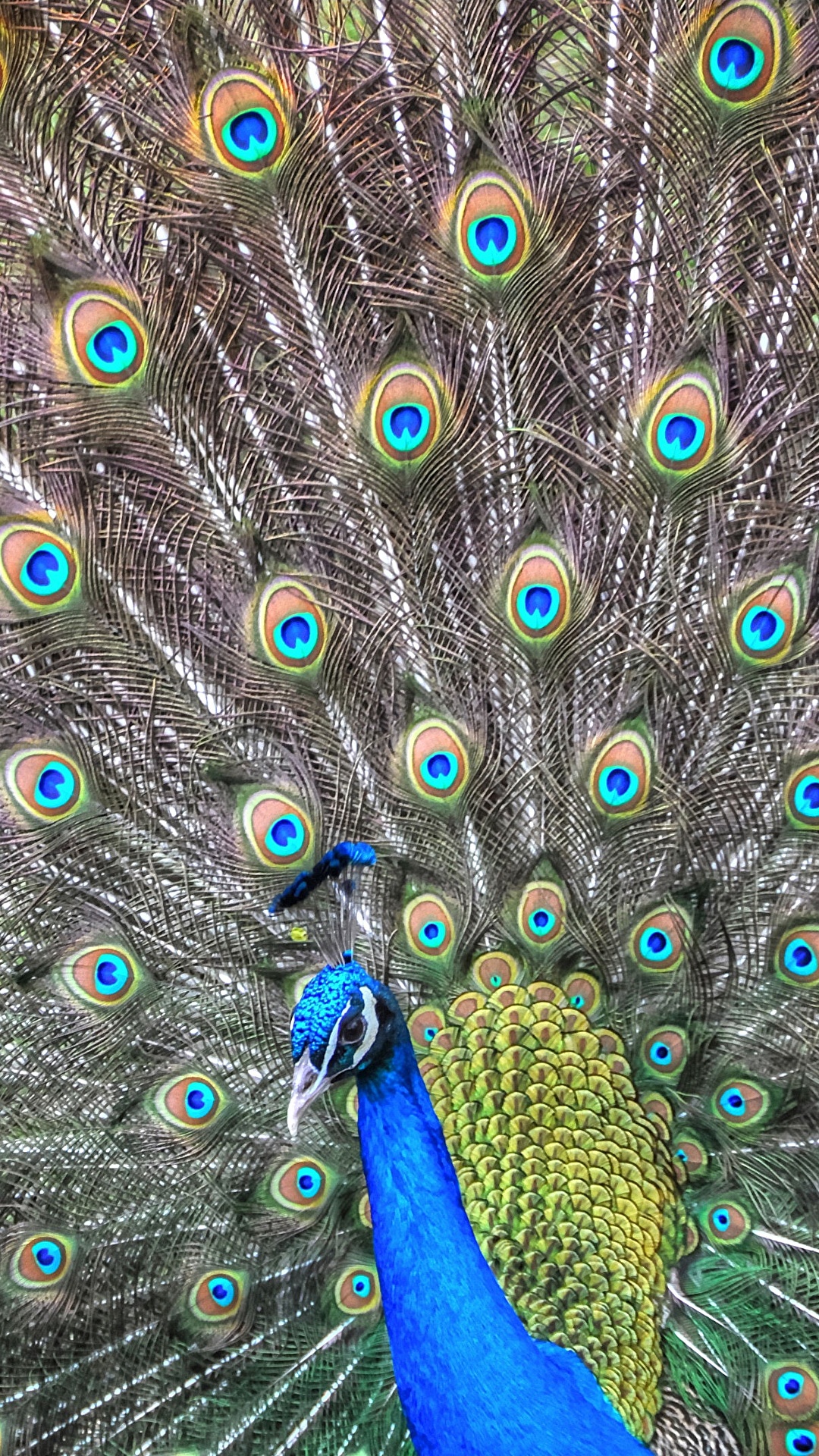 Фотографии птица павлин животное 1080x1920 для мобильного телефона Птицы Павлины Животные