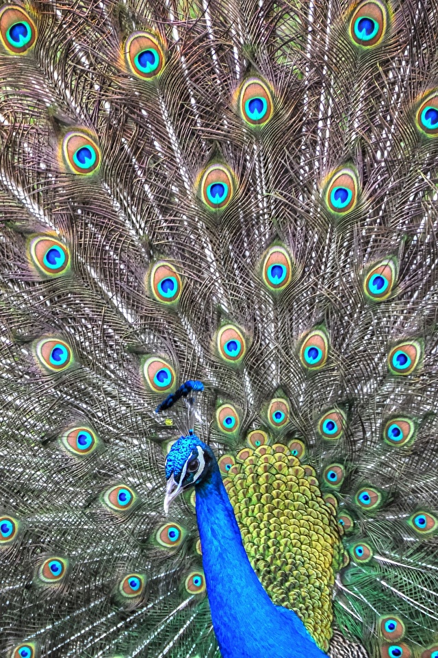 Фотографии птица павлин животное 640x960 для мобильного телефона Птицы Павлины Животные