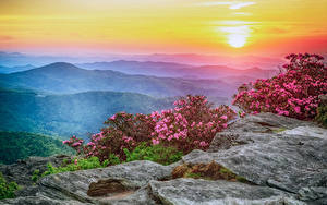 Фотографии США Пейзаж Рассветы и закаты Рододендрон Холмов Кустов Roan Mountain Rhododendron Gardens Природа