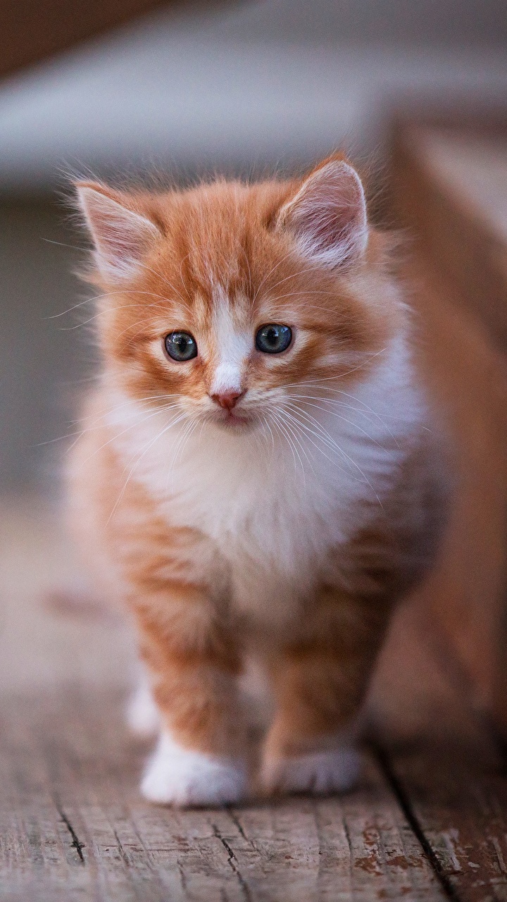 Рыжий пушистый котенок